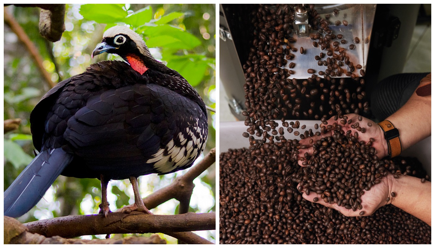 Café do Jacu: café mais caro do Brasil pode ser bem esquisito para alguns